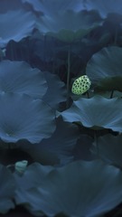 IMG_1474