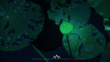 41