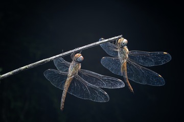 4EDAE537-D18F-4152-B509-84B8FD3B87B0/L0/001