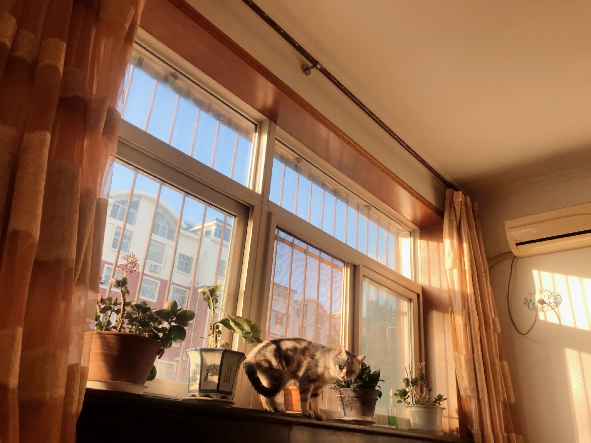 睁开眼窗外阳光正好它也在问我要是他没有淘气吃花就更好了