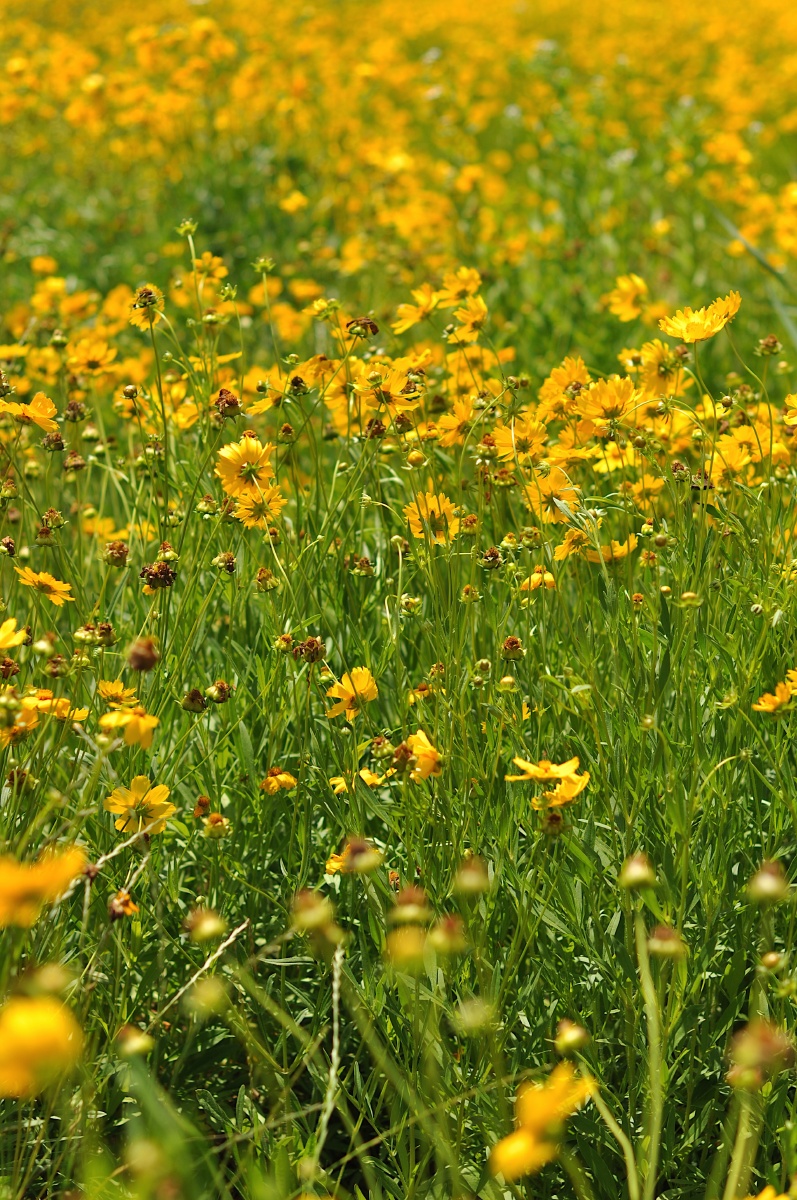 夏日午后一大片金线菊随风而动