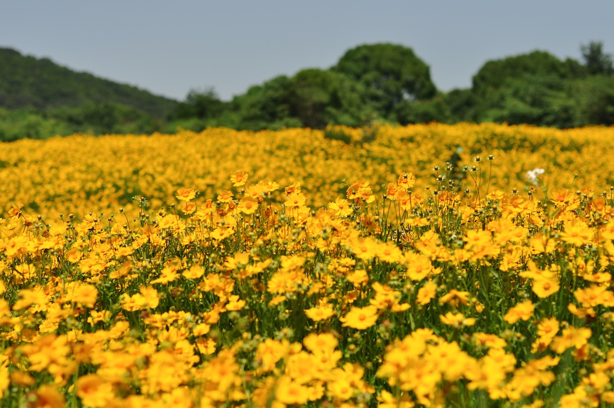 夏日午后一大片金线菊随风而动