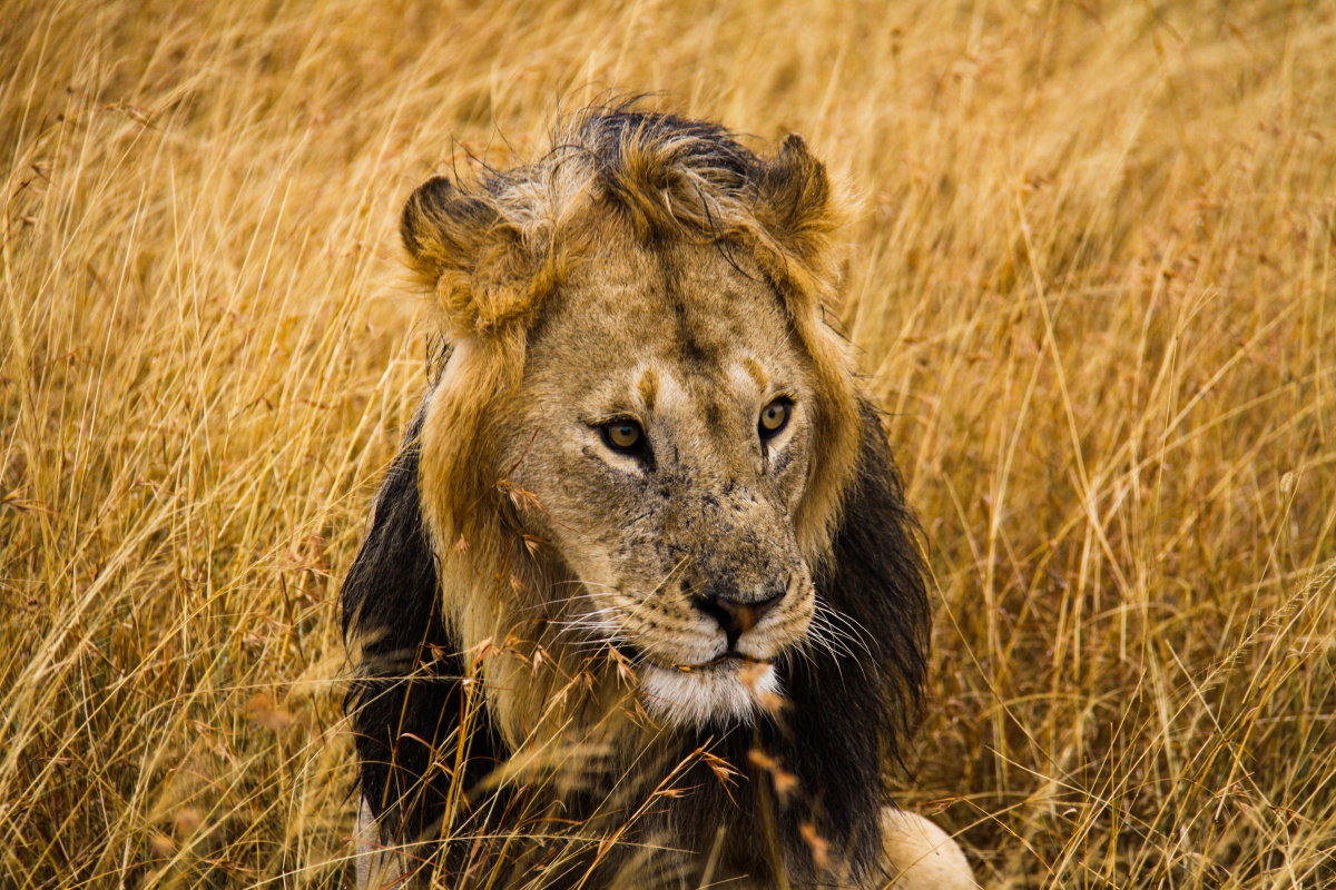 1/155图虫封面你做主非洲狮子还没有人打赏,快来当第一个打赏的人吧