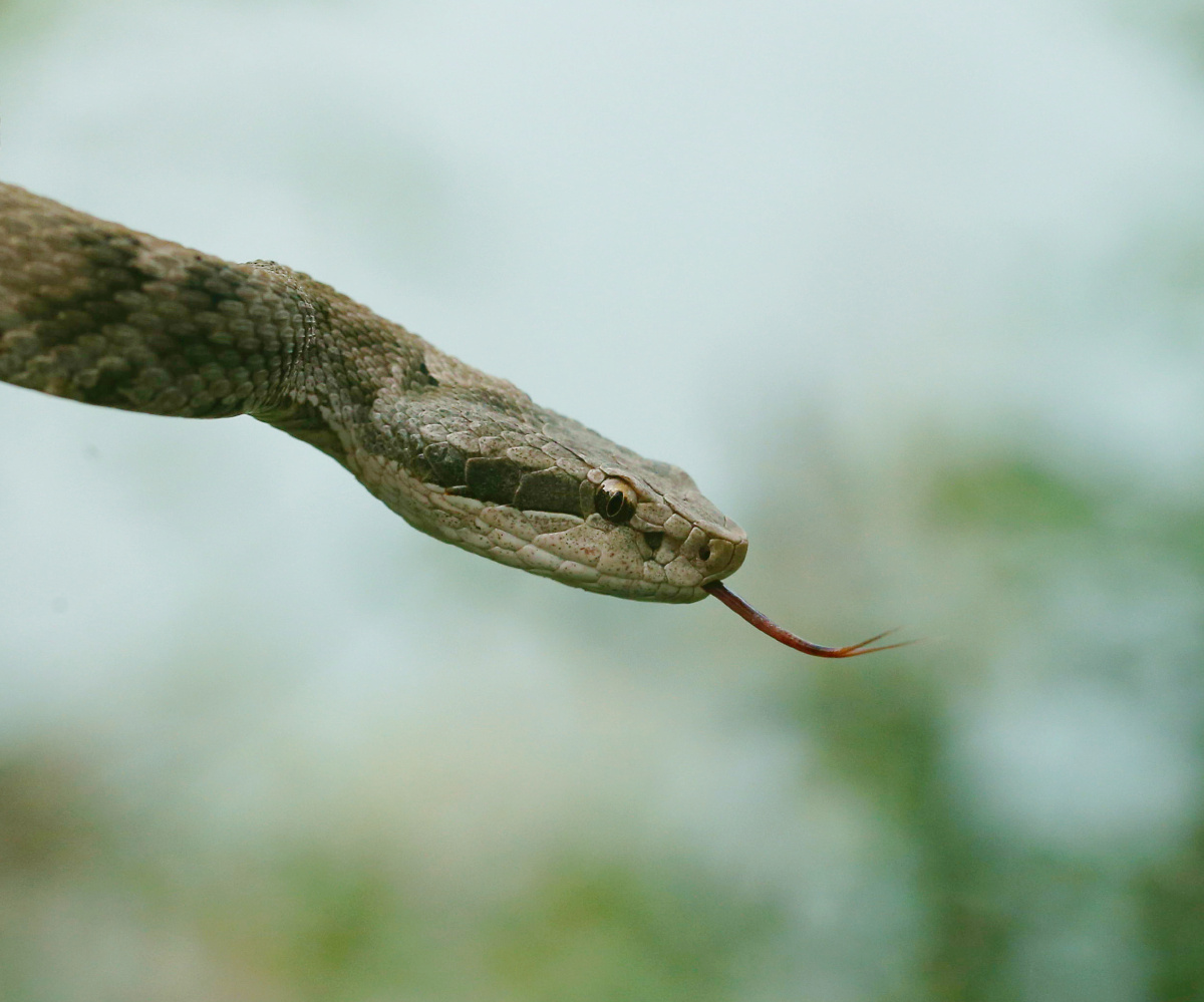 庙岛蝮蛇摄于山东烟台长岛县黑山岛