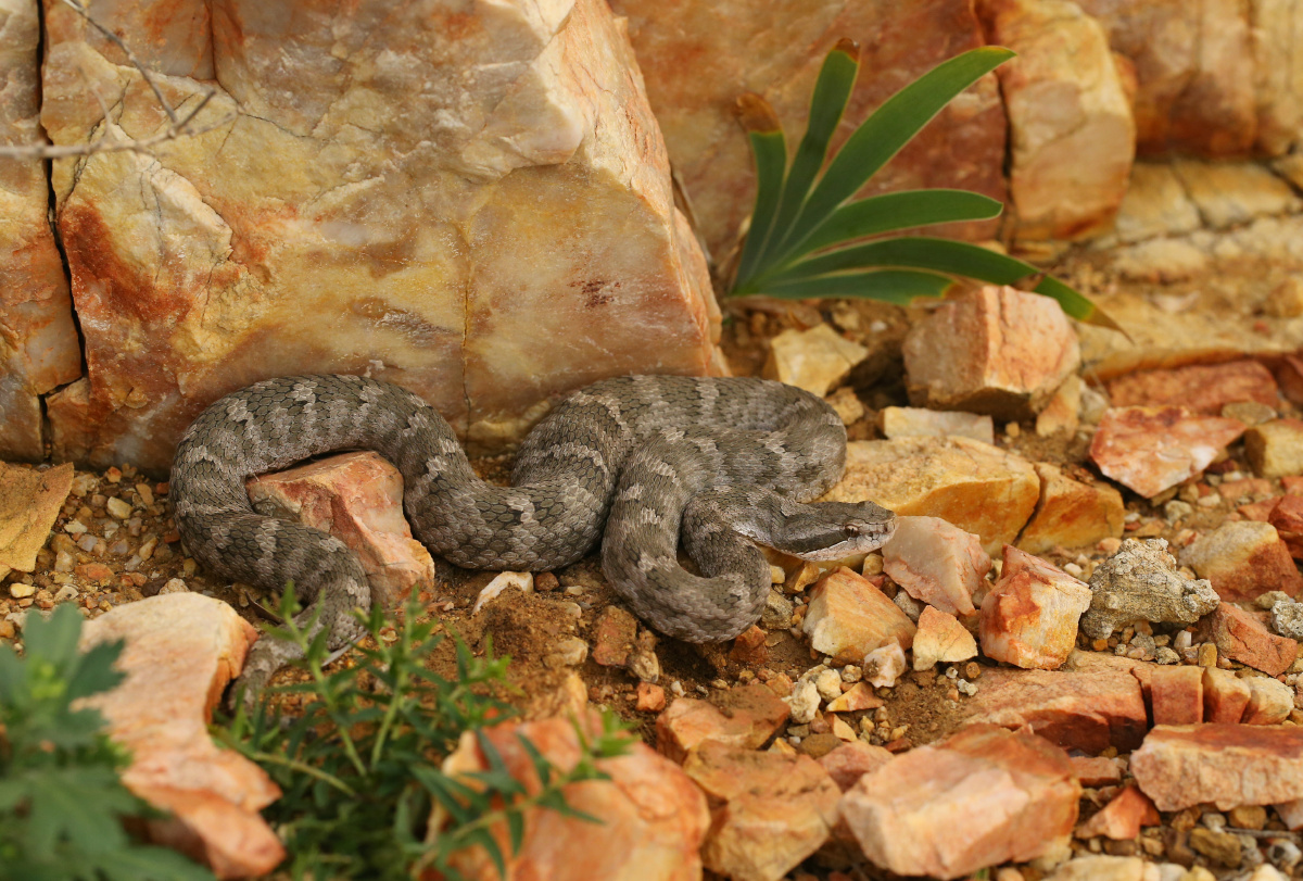 庙岛蝮蛇摄于山东烟台长岛县黑山岛