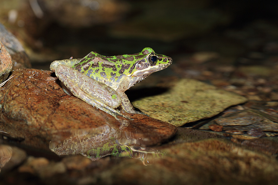 花臭蛙摄于浙江奉化