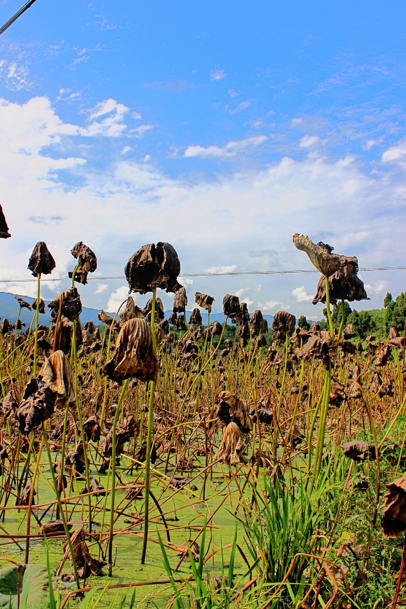 枯荷在一隅平常的角落从容的凋谢哪怕身形憔悴枯槁傲人的风骨依然如画