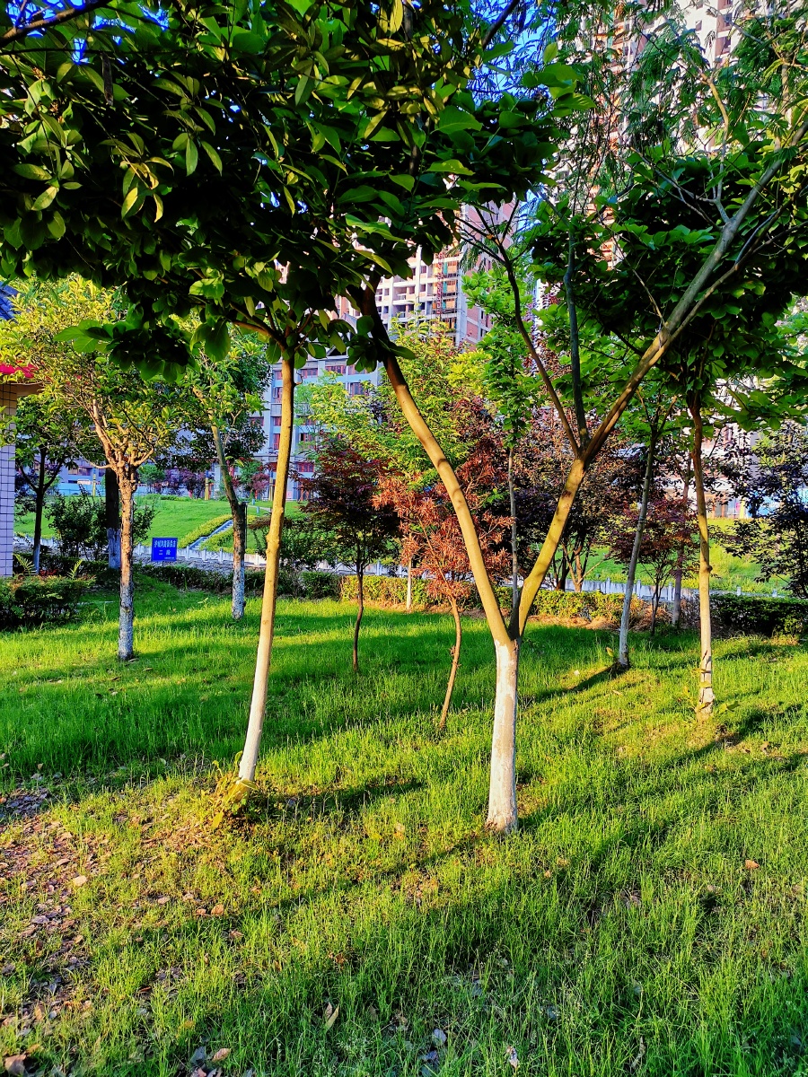 绿树荫浓夏日长