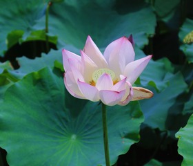 5676292C-5D91-44CE-A70F-42C83B676CEB/L0/001