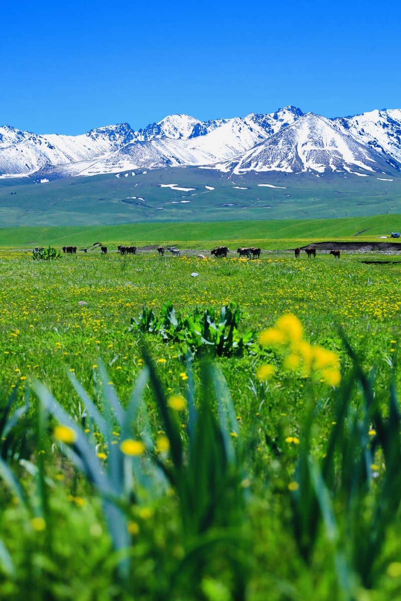 那拉提大草原在我国的新疆北部每个季节都有它独特的魅力在这里感受到