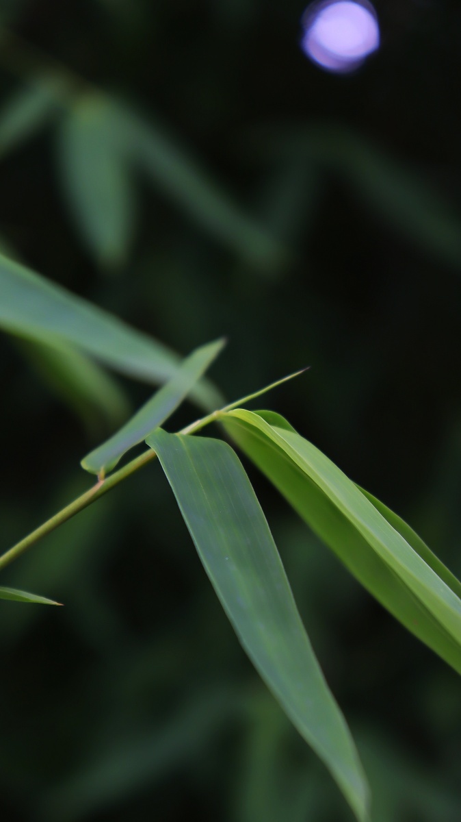 雨后青竹 - 大柒_- - 图虫