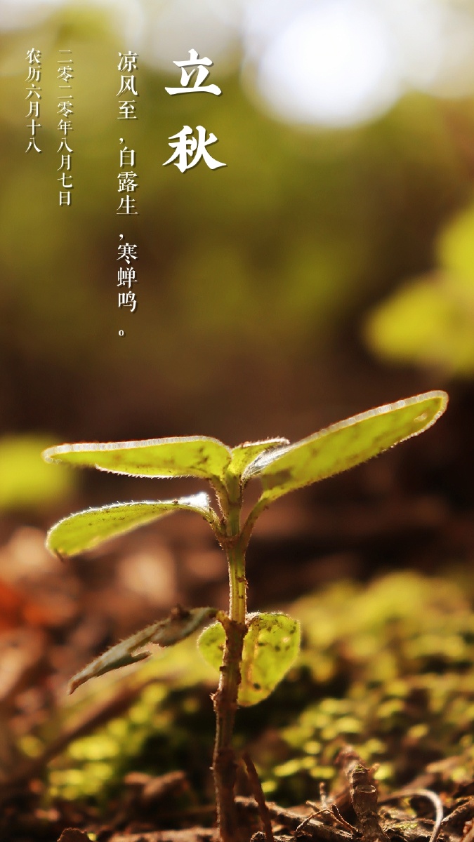 "立秋" 今日立秋,凉风至,白露生,寒蝉鸣.