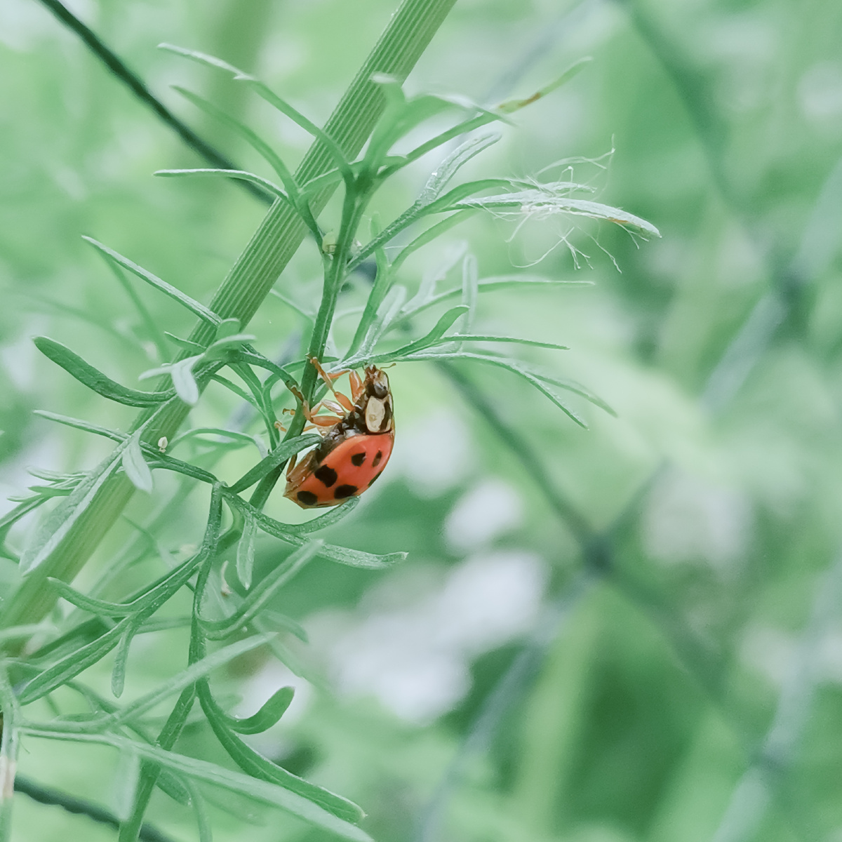 春夏之间绿意盎然