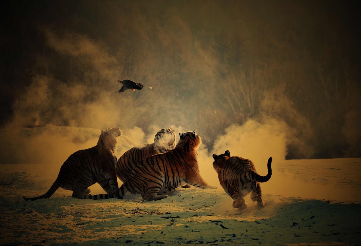 饥饿东北虎捕食