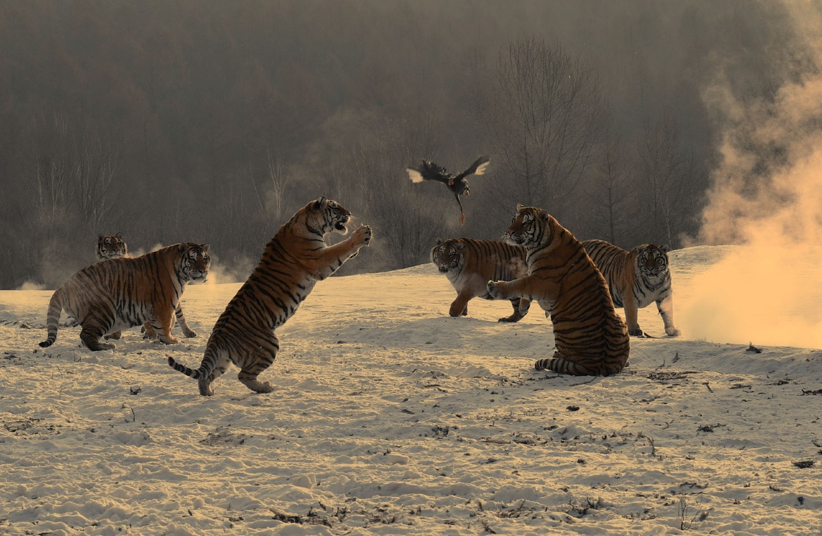饥饿东北虎捕食