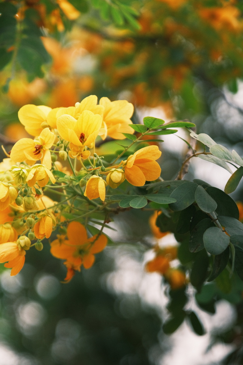 春天里的小黄花