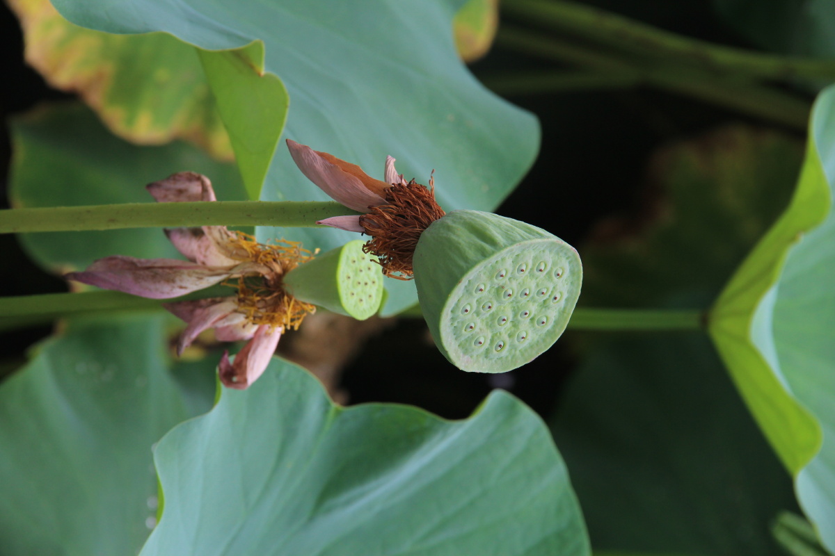 北海公园的荷花荷花里的莲蓬荷叶上的家雀夏天最热的时候要来了