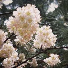 1F9E7ADA-A4F1-4486-BB2A-83EE8C9838A5/L0/001