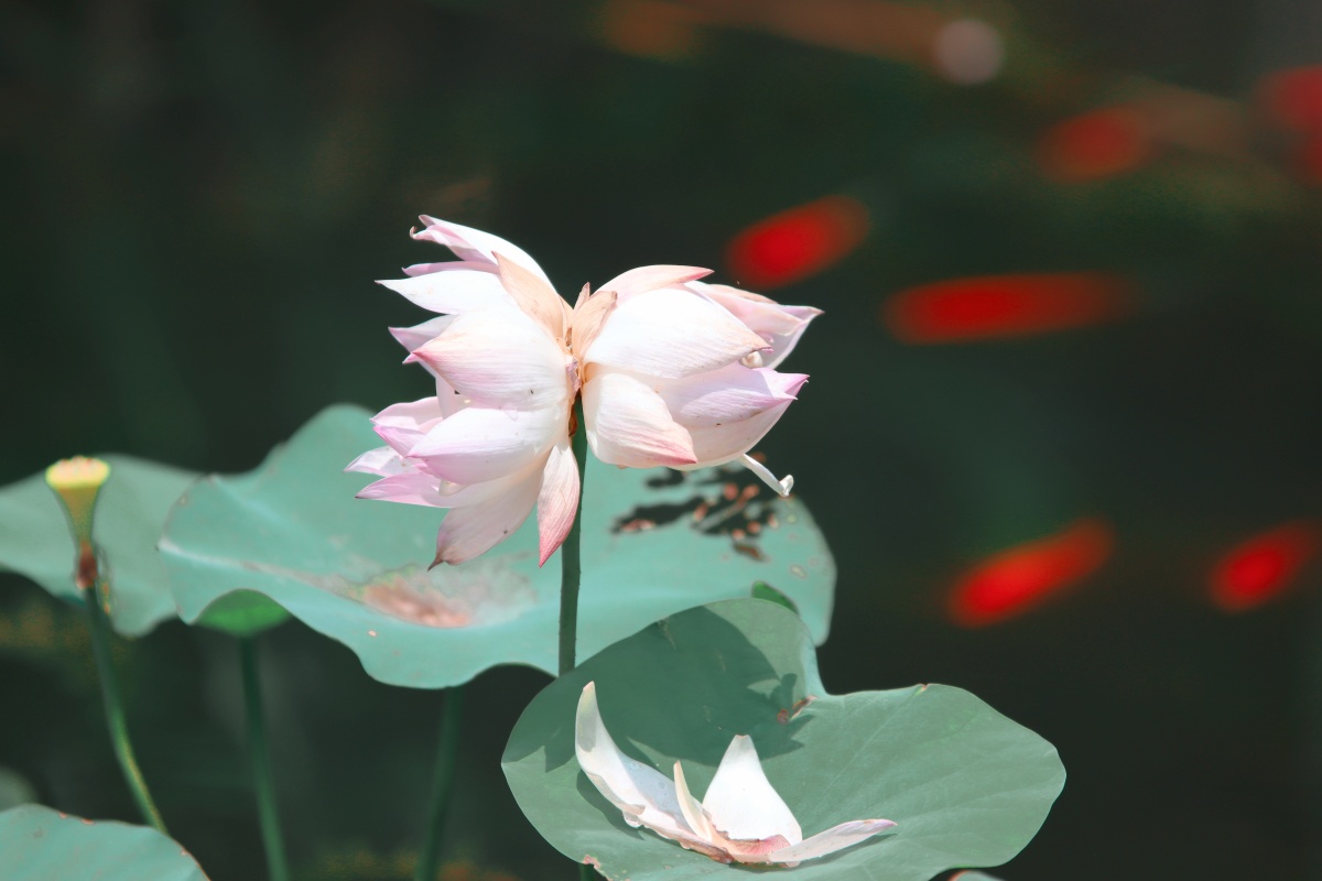 并蒂莲玄武湖并蒂莲