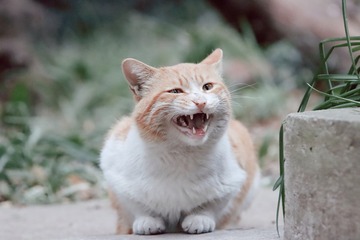 26368