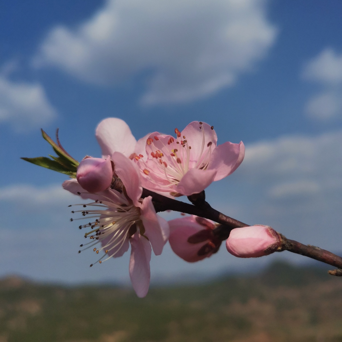 桃花,开了 - 雪棠 - 图虫