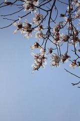 春