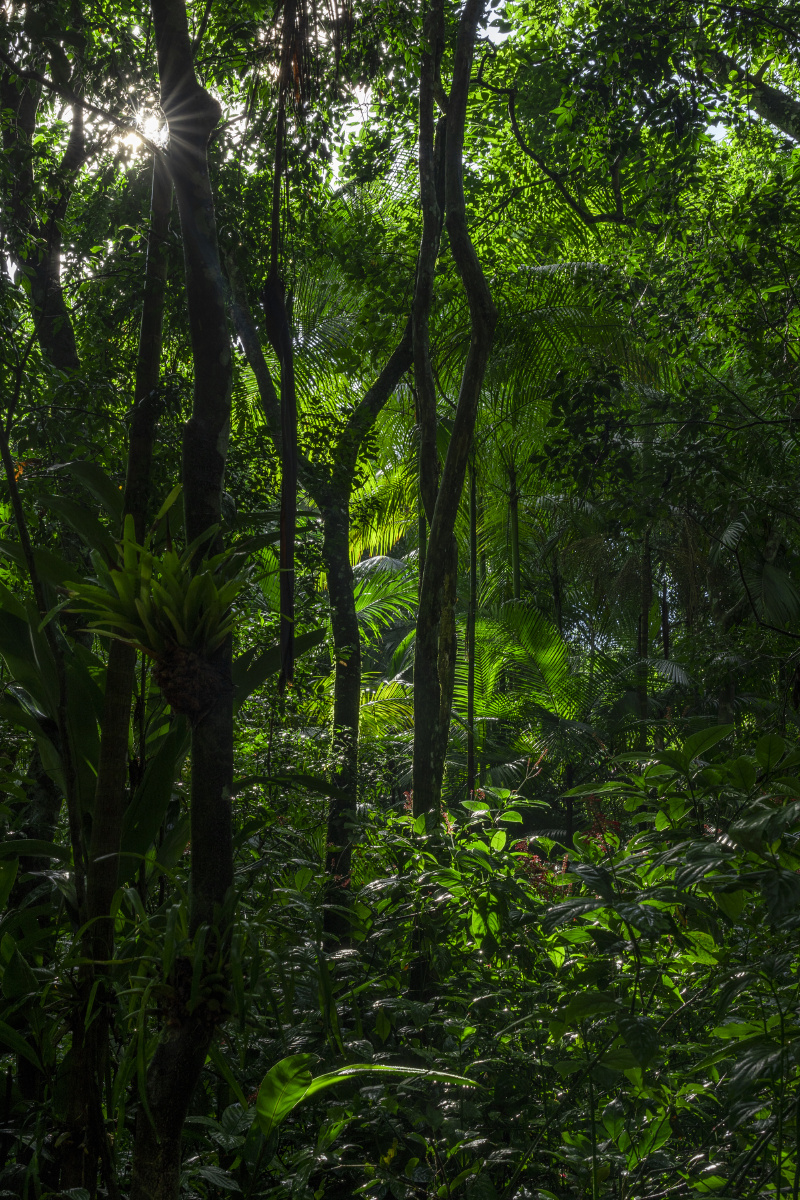 在亚马逊雨林中穿行,看到各种各样叫不出名字的植物和鸟兽,阳光透过