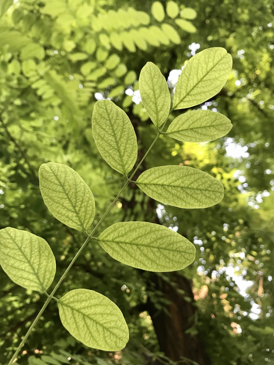 树叶的一生