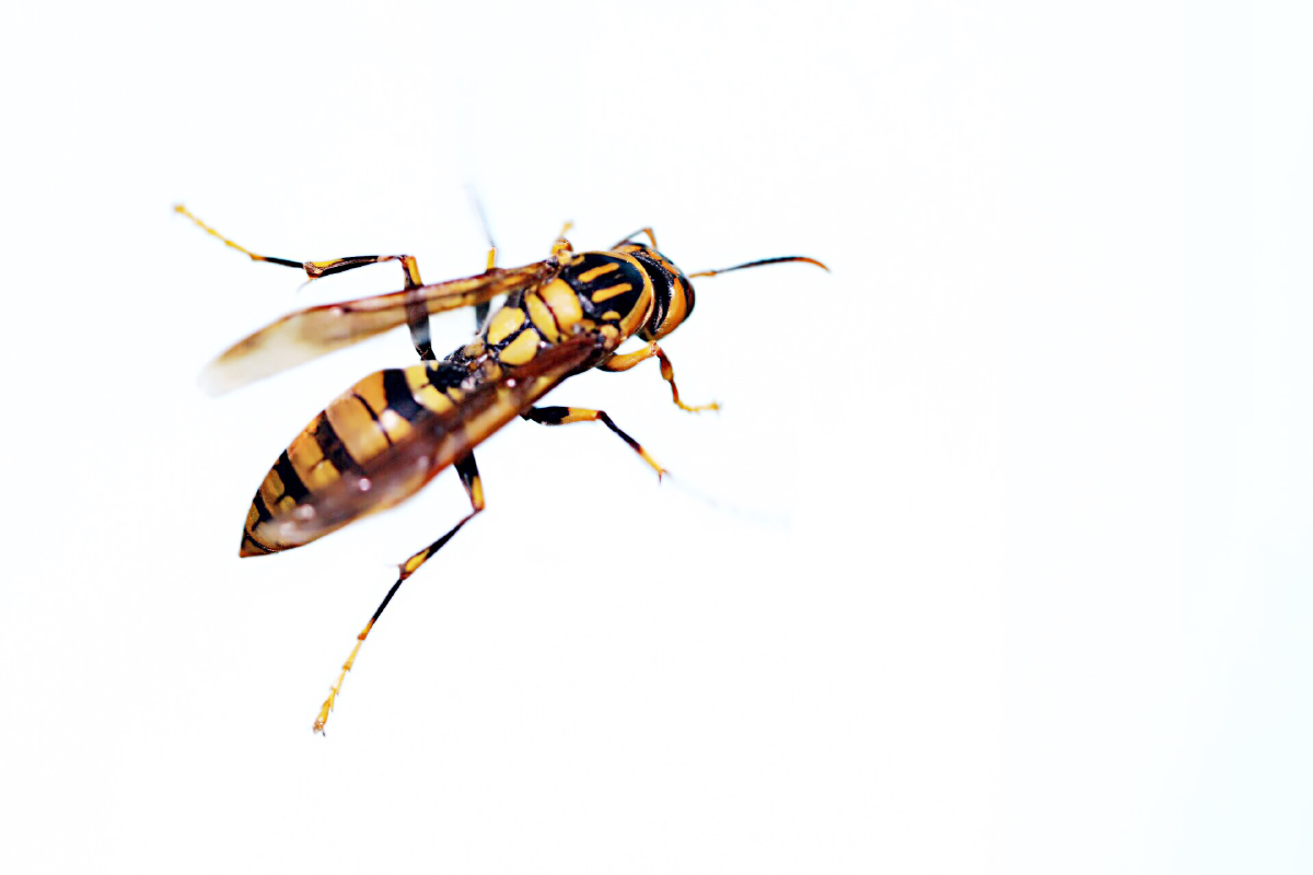 攻击力超强悍的小马蜂,悄悄的拍了几张