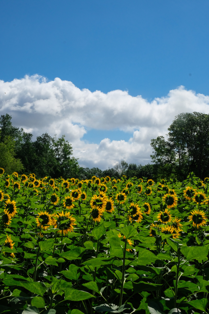向日葵蓝天白云花