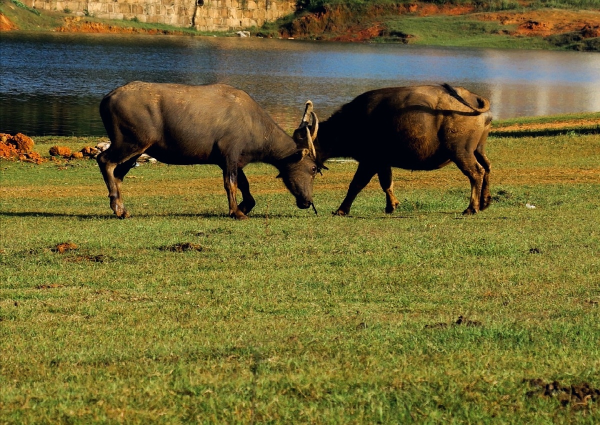 牛打架