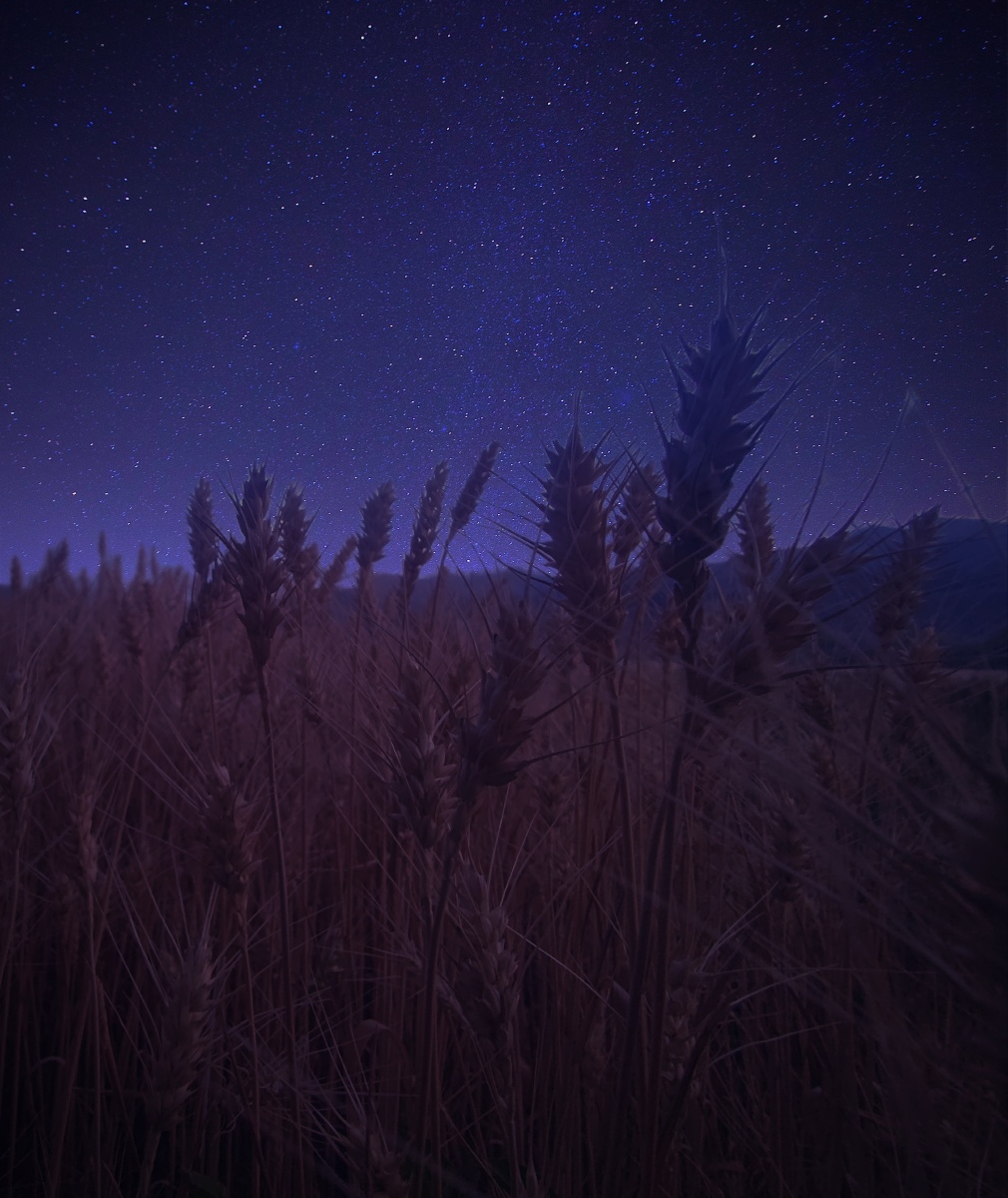 新疆伊犁的麦田星空