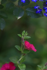 5F75A0B1-C0A3-4D79-9FB5-C99AE6A353A0/L0/001