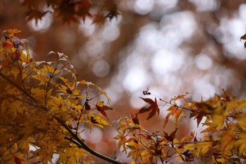 Optional("91DF95A6-9A7C-4F0C-905A-55784A22330C/L0/001")