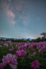 星空下的芍药花