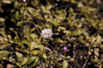 DSC_2833--