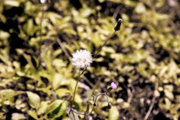 DSC_2833---