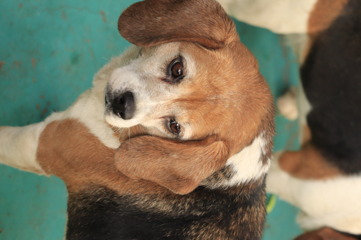 动物园里的狗狗