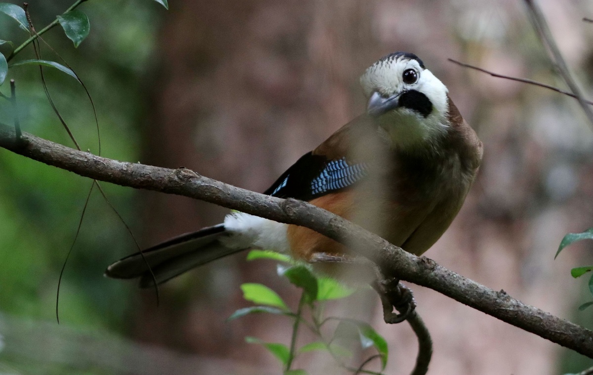 明星鸟云南亚种白脸松鸦