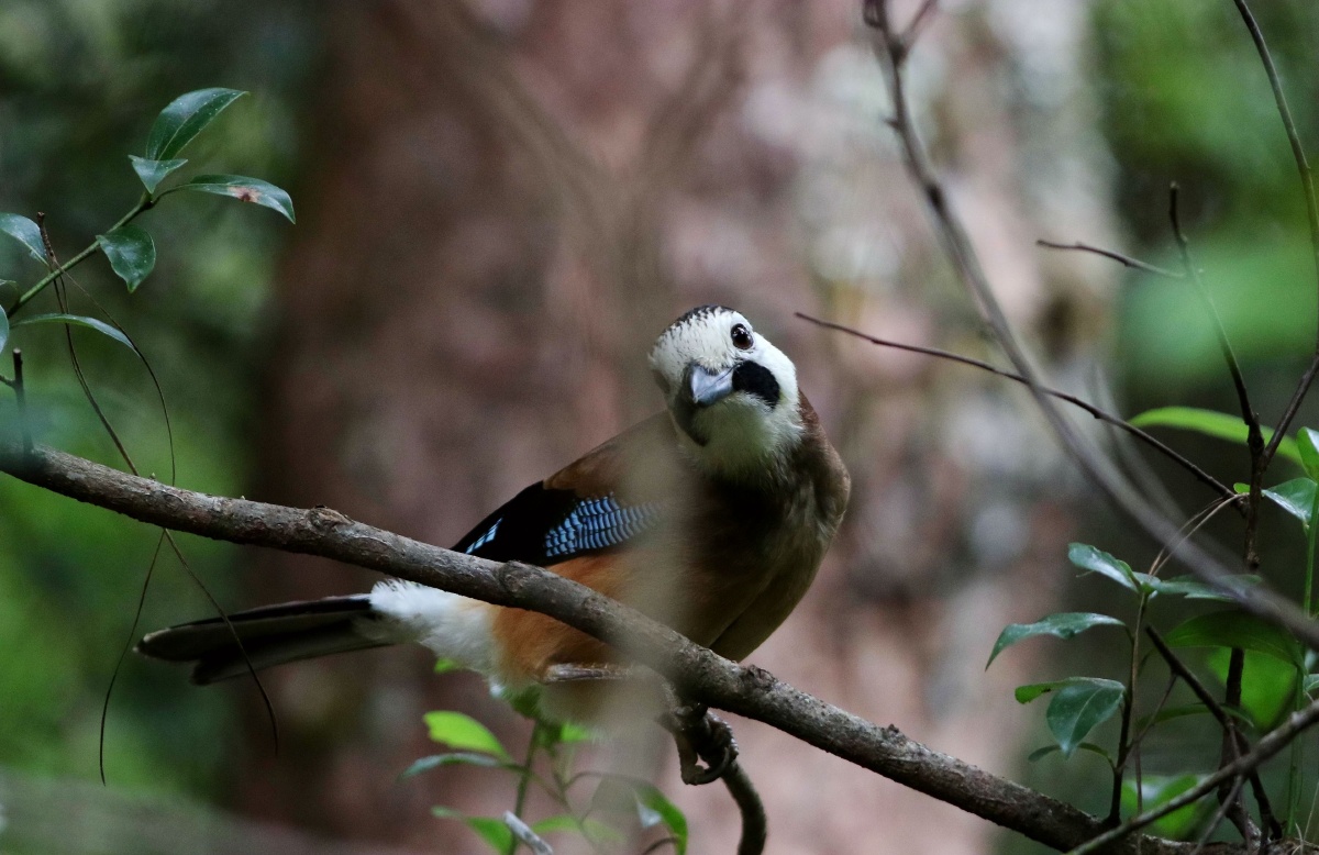 明星鸟云南亚种白脸松鸦
