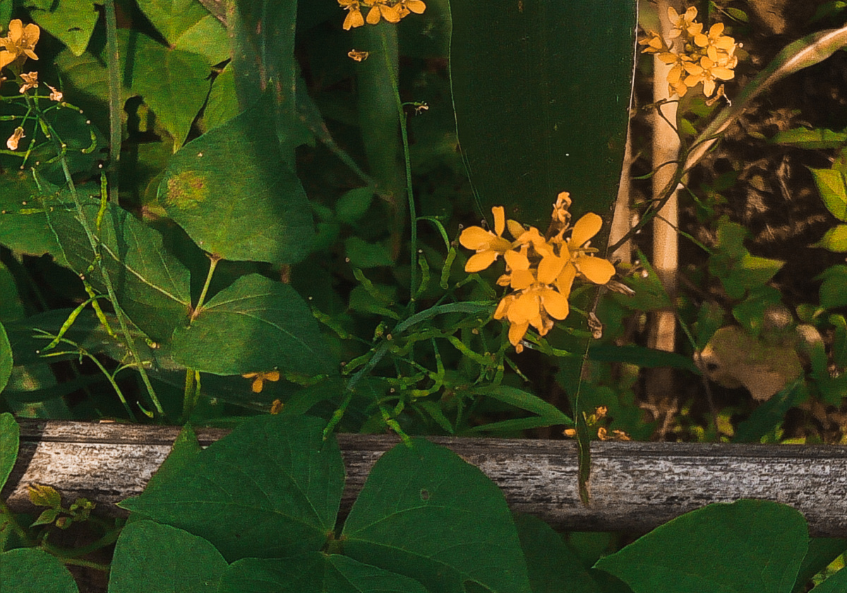 落日里的黄菜花