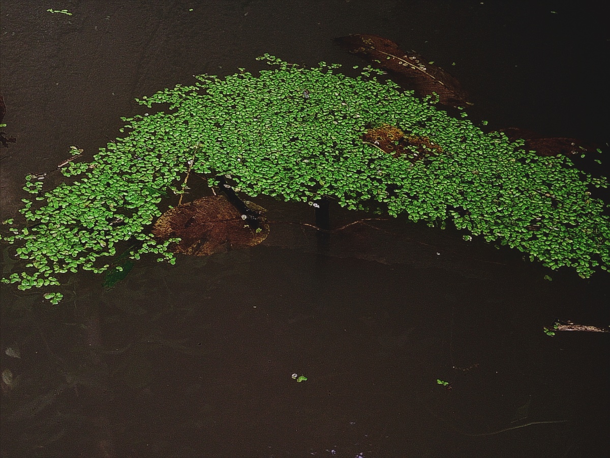 路过一个小水塘里面长了绿色的浮萍