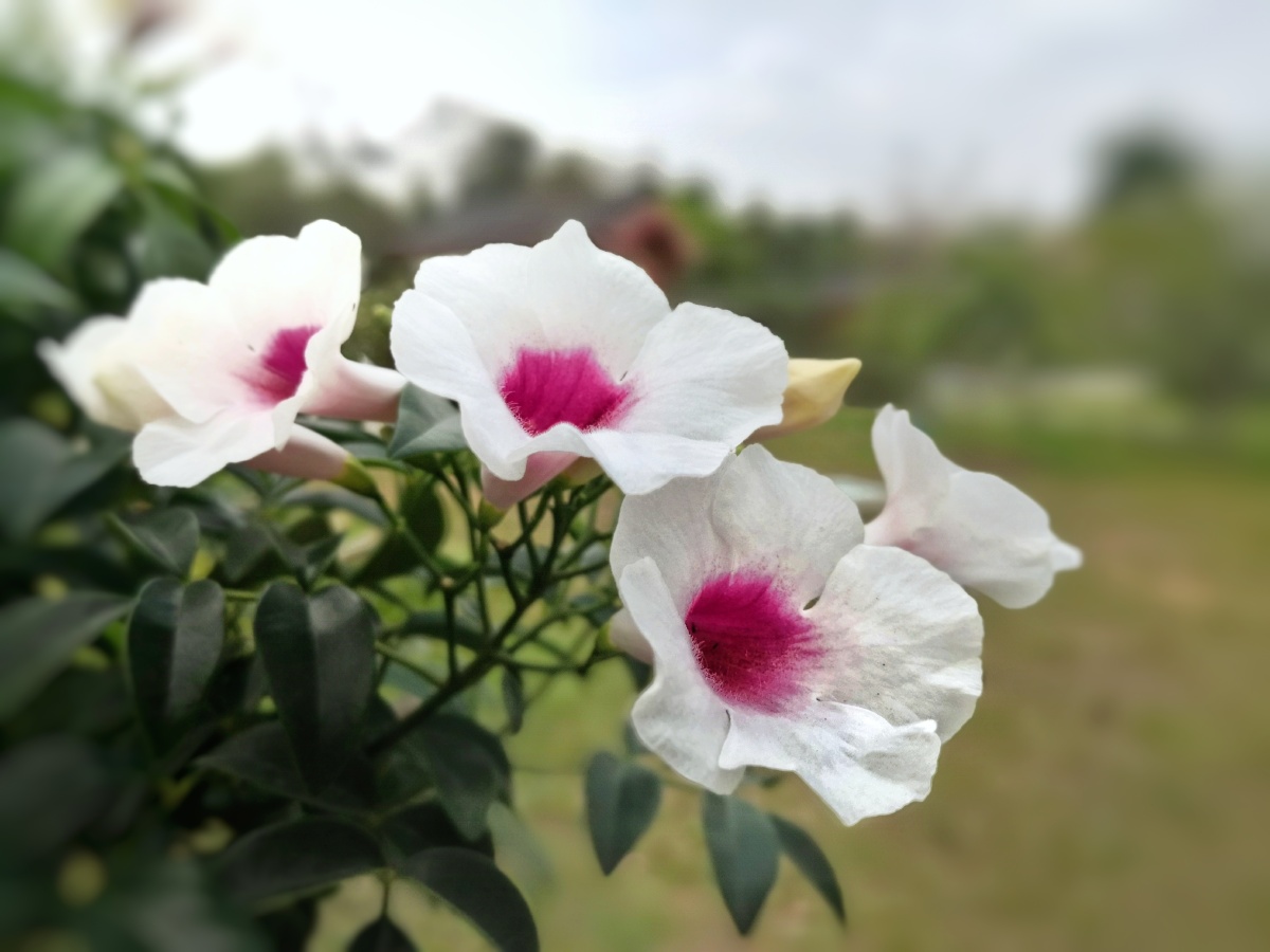 粉花凌霄产地澳大利亚