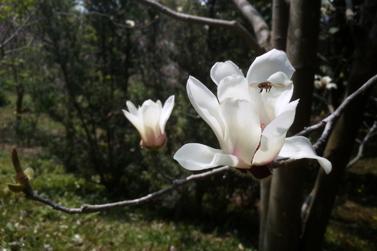 白玉兰花绽放华南植物园中国木兰
