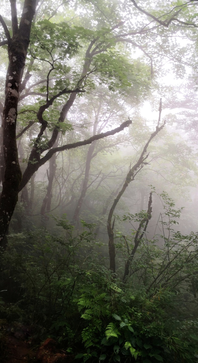 峨眉山上雾飘飘