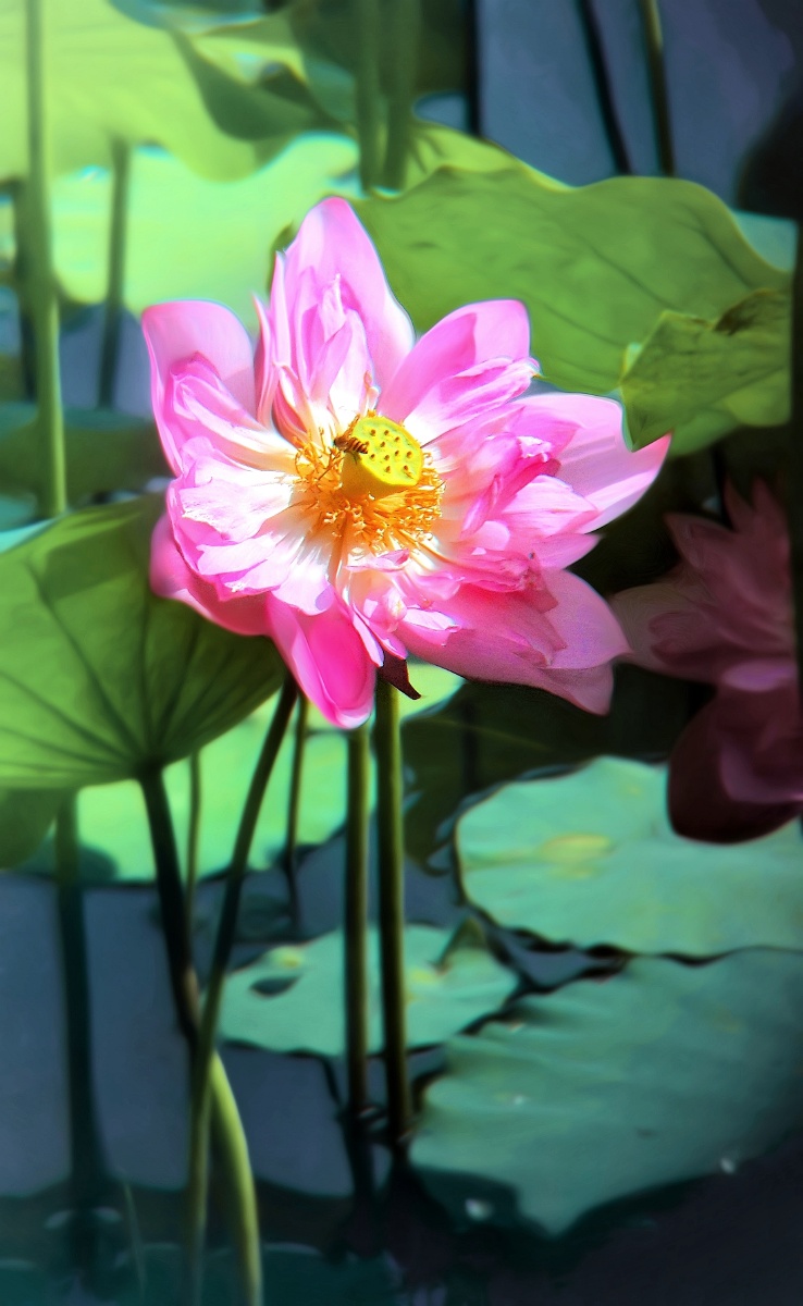 荷花种类很多,这品种又如何?