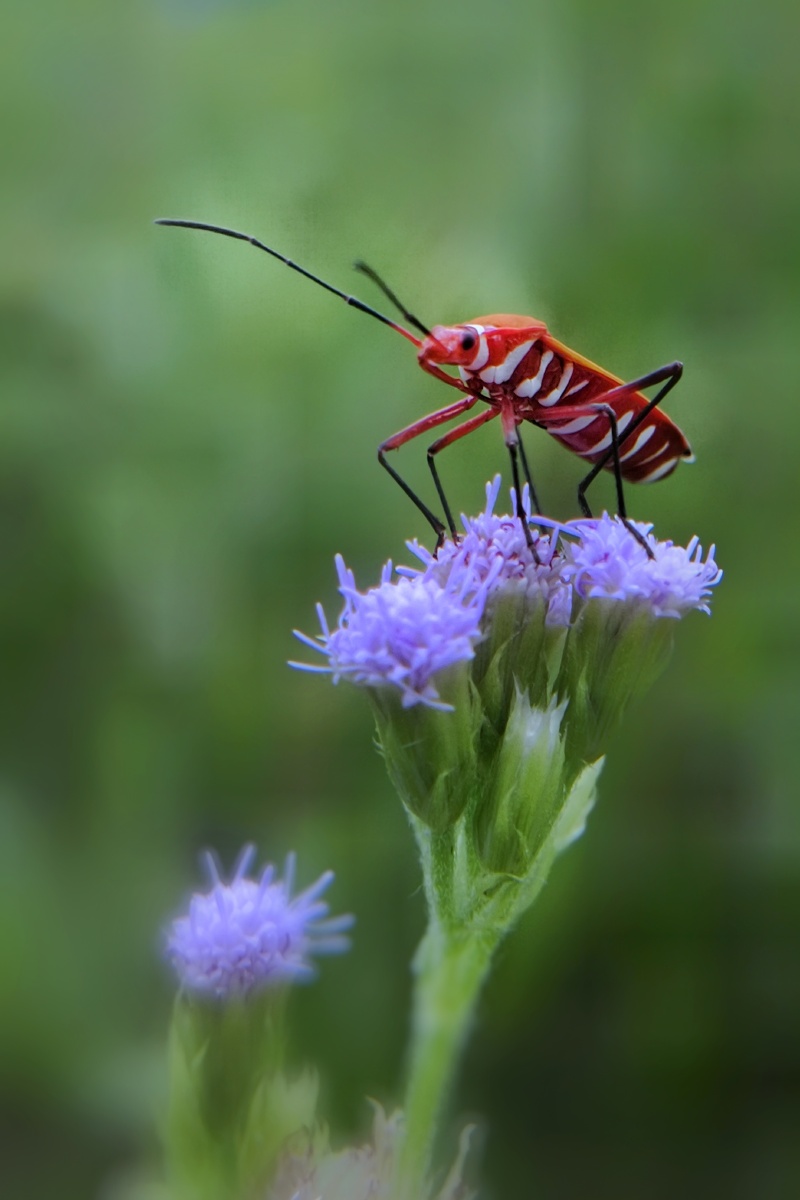 夏日虫虫小花红蝽