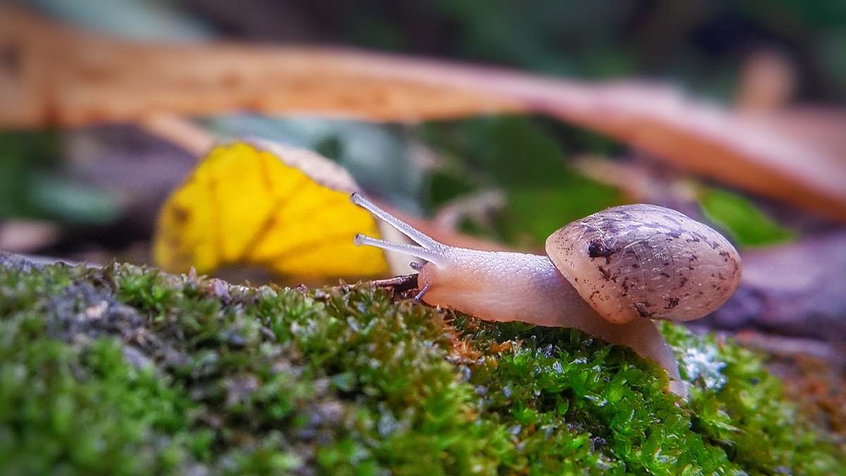 小蜗牛小黄叶