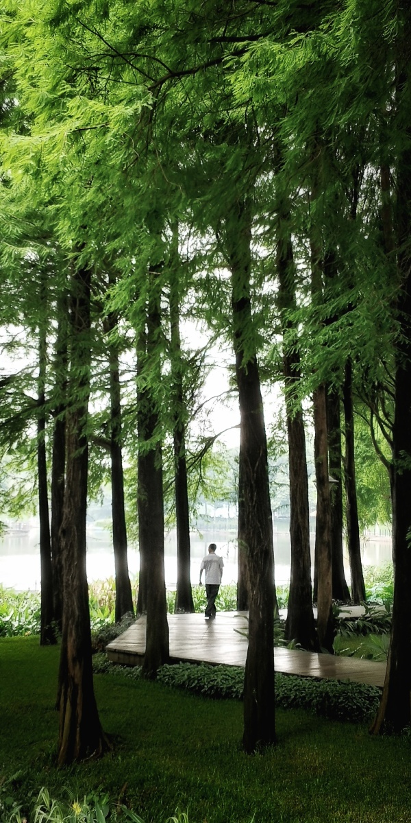 青翠水杉林休闲绿道走