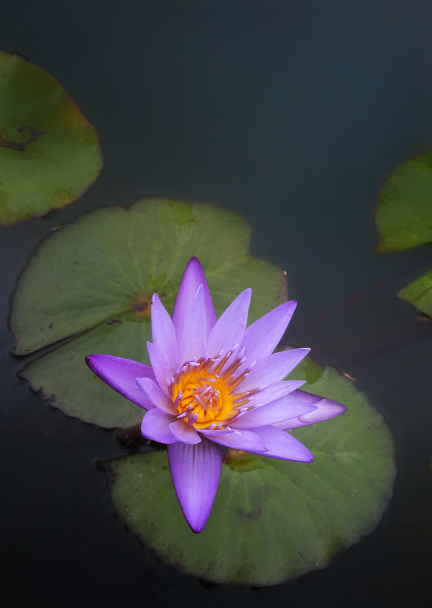 紫莲绽放春天里